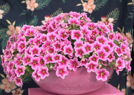 Calibrachoa 'Rave Pink Barbados' 1 stk pluggplante