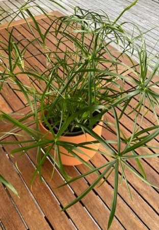 Papyrus / kattegress (Cyperus alternifolius)