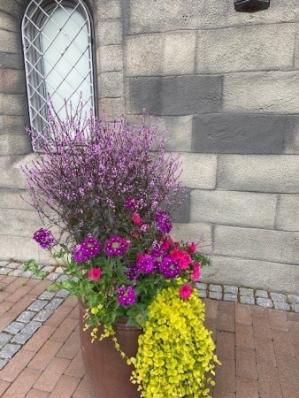 Jernurt 'Bampton ' (Verbena Officinalis) 1 stk plante i potte