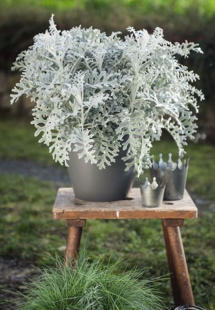 ﻿Sølvkrans 'Silverdust' (cineraria maritima)