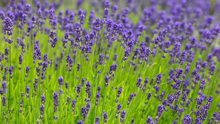 Lavendel 'Hidcote ' (Lavandula Ang.) 1 stk plante i potte