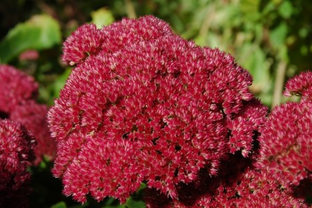 Oktoberbergknapp 'Jos Aubergine' (Sedum ) 1 stk plante i potte