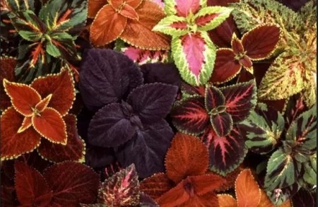Praktspragle 'Giant Exhibition F1 Mix' (coleus)