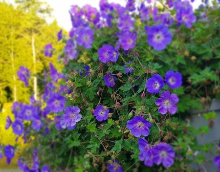 Storknebb 'Rozanne ' (Geranium ) 1 stk plante i potte