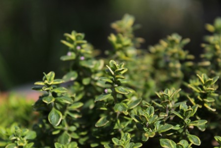 Sitrontimian 'Silver Queen' (Thymus Citriod.) 1 stk plante i potte