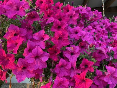 Hengepetunia 'Sumo Rose'  (Superpetunia) 1 stk pluggplante