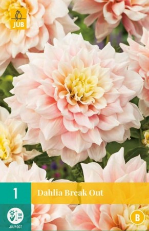 Knollgeorgine 'Break Out' (Dahlia) - 1 stk knoll