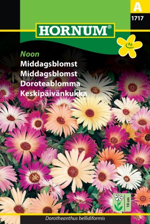 Middagsblomst 'Noon' (Dorotheanthus bellidiformis)