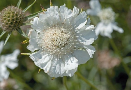 Skabiosa 'Fama White F1' (Scabiosa caucasica)