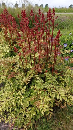 Astilbe 'Mighty Red Quin' (Astilbe ) 1 stk barrot