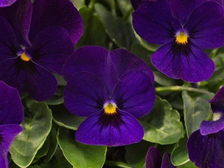 Hornfiol/stemorsblomst 'Deep Blue' (Viola cornutta)