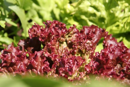 Salat - rød lollo rossa 'Azirka' -Økologisk småplante. Pakke a 5 stk. Sendes ca uke 20.