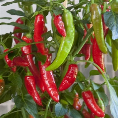 Kompakt Chili 'Hot Fajita' (Capsicum annuum)