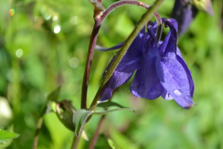 Akeleie 'Blue Barlow' (Aquilegia vulgaris) 1 stk overvintret plante i potte
