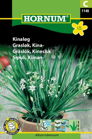 Grasløk, Kina- (Allium tuberosum)