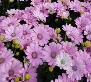 Spansk Margeritt 'Rosita'  (Osteospermum) 1 stk pluggplante