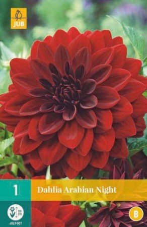 Knollgeorgine 'Arabian Night' (Dahlia) - 1 stk knoll