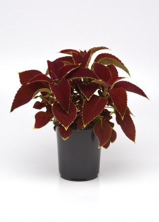 Praktspragle 'Premium Sun Ruby Heart' (coleus sc.)