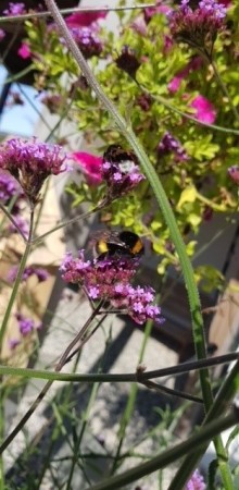 Verbena / Argentinajernurt (Verbena Bonariensis) 1 stk plante i potte