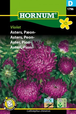 Asters, Peon- 'Violet' (Callistephus chinensis)