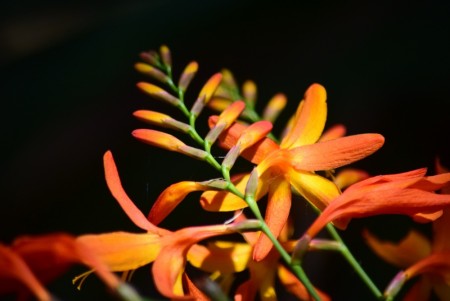 Værhane 'Emily Mckenzie' (Crocosmia ) 3 stk barrot/løk