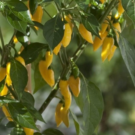 Kompakt Chili 'Hot Lemon' (Capsicum annuum)