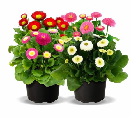 Tusenfryd 'Belladaisy Mix' (Bellis perennis)