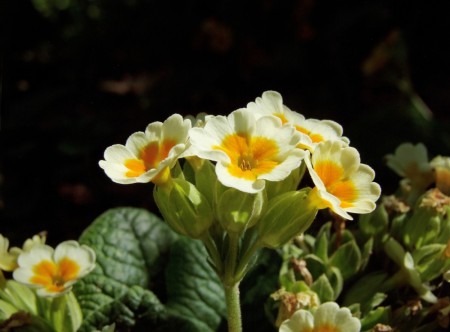 Marianøkleblom 'Lime Orange' (Primula Veris) 1 stk plante i potte