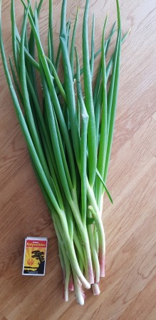 Luftløk 10 stk (Allium × proliferum)  