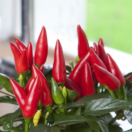 Kompakt Chili 'Taquito' (Capsicum annuum)