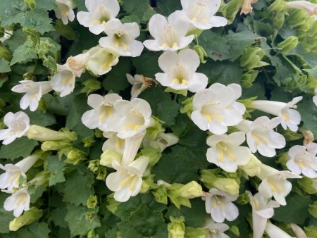 Lofos 'Compact White'    1 stk pluggplante