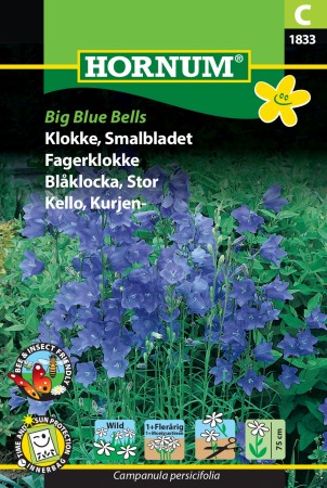 Fagerklokke 'Big Blue Bells' (Campanula persicifolia)