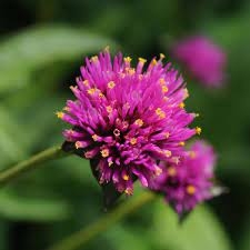 Kuleamarant 'Fireworks' (Gomprena gl.)