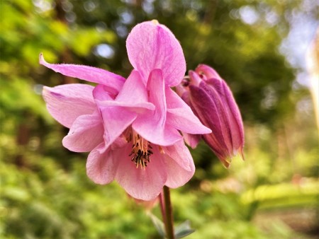 Akeleie 'Rose Barlow' (Aquilegia vulgaris) 1 stk overvintret plante i potte