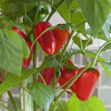 Kompakt Paprika 'Fresh Bites Red' (Capsicum annuum)