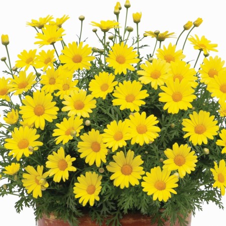 Margeritt 'Golden Butterfly'  (Argyrantehmum frutescens) 1 stk pluggplante