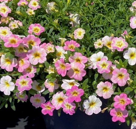 Calibrachoa 'Fancy Francy'  (MiniFamous) 1 stk pluggplante