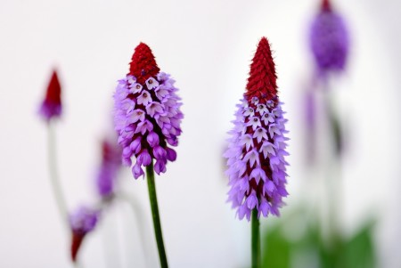 Orkideprimula ' ' (Primula Vialii) 1 stk plante i potte