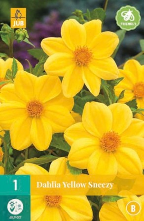 Knollgeorgine 'Yellow Zneezy' (Dahlia) - 1 stk knoll