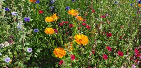 Blomstereng Fargefryd RB