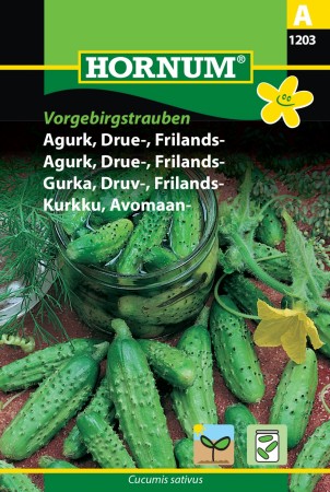 Agurk, Drue-, Frilands- 'Vorgebirgstrauben' (Cucumis sativus)