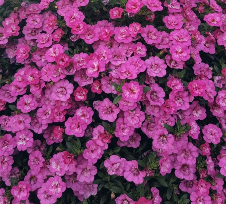 Calibrachoa 'Double Pink Mania'  (MiniFamous) 1 stk pluggplante