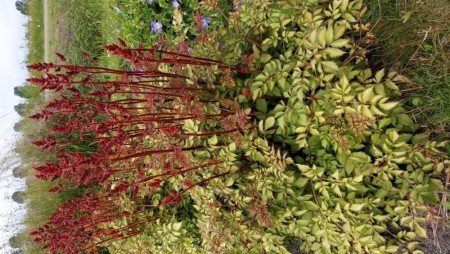 Astilbe 'Mighty Red Quin' (Astilbe) - 1 stk barrotsplante