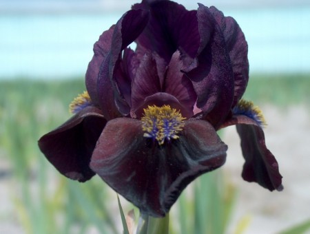 Iris 'Demon ' (Iris Pumila) 1 stk barrot/løk