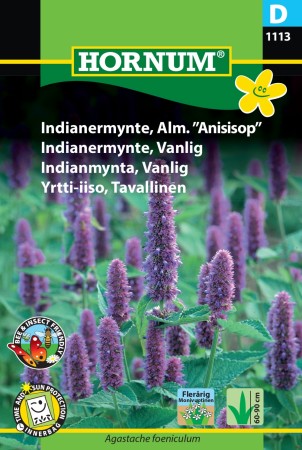 Indianermynte, Vanlig (Agastache foeniculum)