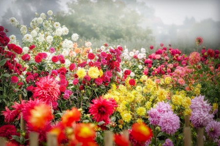 Sommerblomstrende løk/knoller