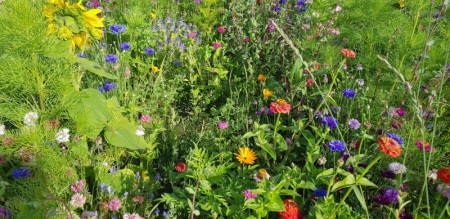 Blomstereng og blandinger