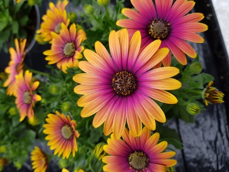 Spansk Margeritt 'Purple Sun'  (Osteospermum) 1 stk pluggplante