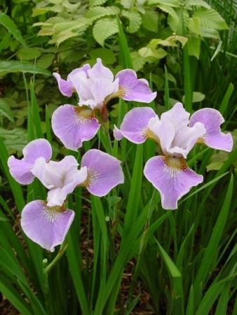 Iris 'BallerinaDance ' (Iris Sibirica) 1 stk barrot/løk