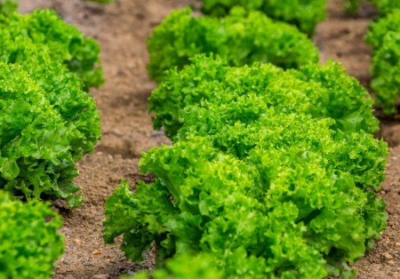 Salat Crispitype 'Danstar' -Økologisk småplante. Pakke a 5